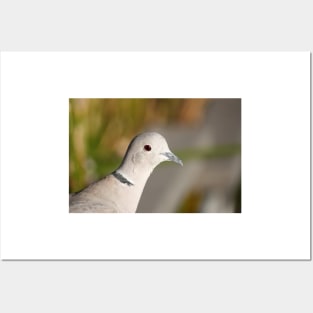 Eurasian collared dove (Streptopelia decaocto) head close-up Posters and Art
